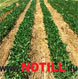      NoTill.Ru